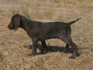 osman